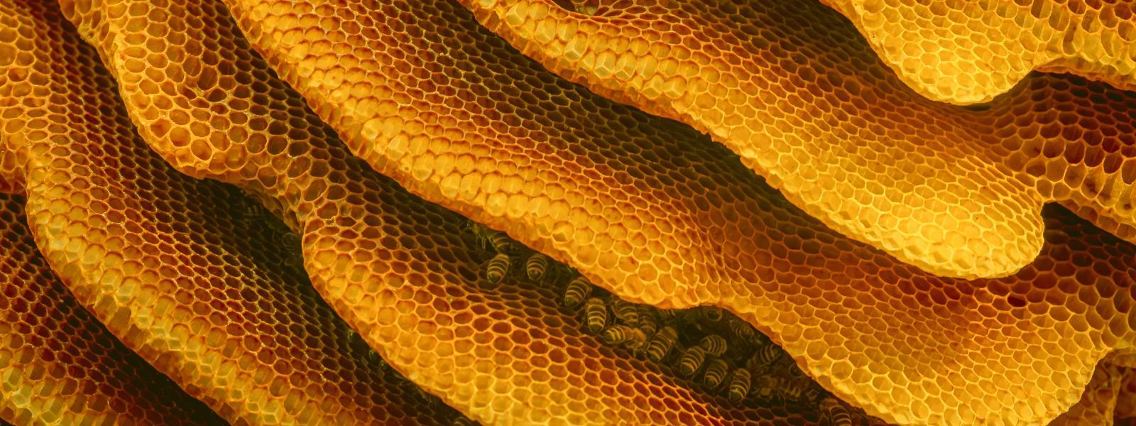 Bee Banner Image