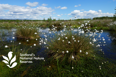 Bog peatland at Flanders Moss National Nature Reserve 