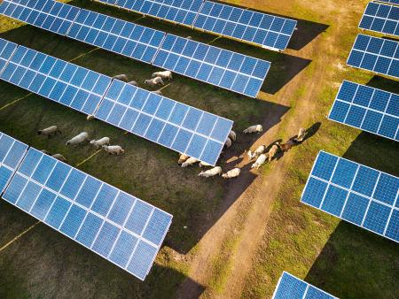 birdseye view of solar panels with cattle roaming freely between them in the sun 