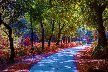 A path in autumn with red fallen leaves and trees at the sides of the path.