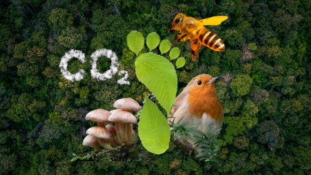 Forest from above. In the middle footprint and around a bird, bee, mushrooms and the letter CO2