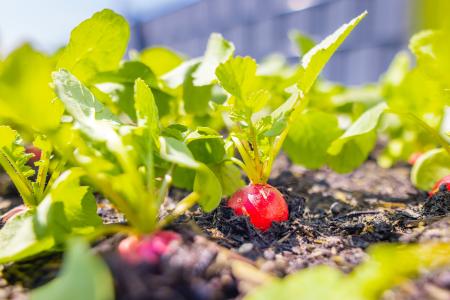 radishes growing in soil - sun shining through green radish leaves 