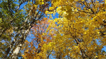 Finnish autumn colors