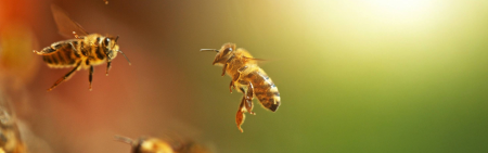 Bees Banner image