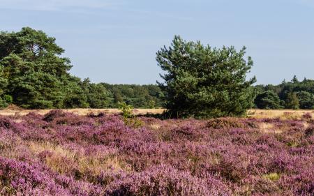 Schaopedobbe flowering heathlands in the nature reserve of It Fryske Gea. Agnes Monkelbaan