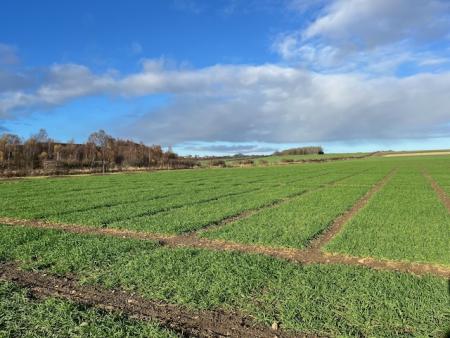 LENS demonstration farm agronomy trials