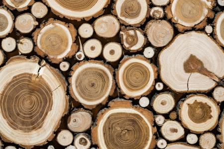 cross section of timber logs