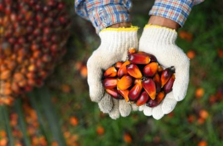 holding palm oil in white gloves