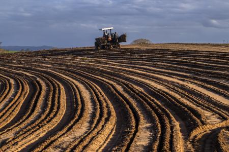 Marilia, SP, Brazil, October 19, 2025. Farm workers use a tractor with a planter machine to sow cassava cuttings in a field. Mechanized agriculture for staple food production.