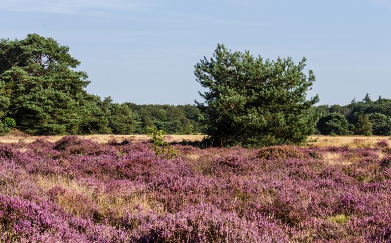 Schaopedobbe flowering heathlands in the nature reserve of It Fryske Gea. Agnes Monkelbaan