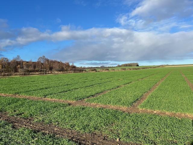 LENS demonstration farm agronomy trials