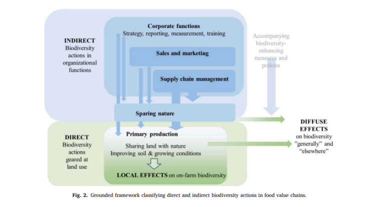 Grounded framework classifying direct and indirect biodiversity actions in food value chains