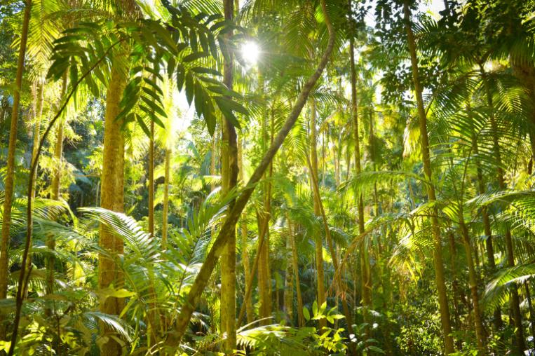 Rainforest royalty free