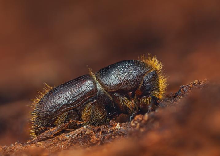 bark beetle close up