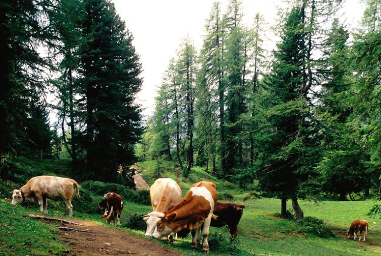 Can forest grazing reduce wildfire risk and support biodiversity?