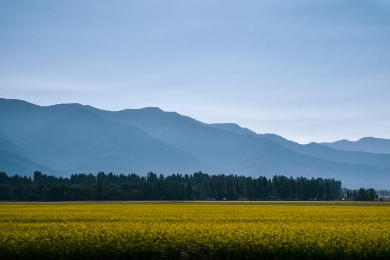 stock image of mountains and field with yellow flowers