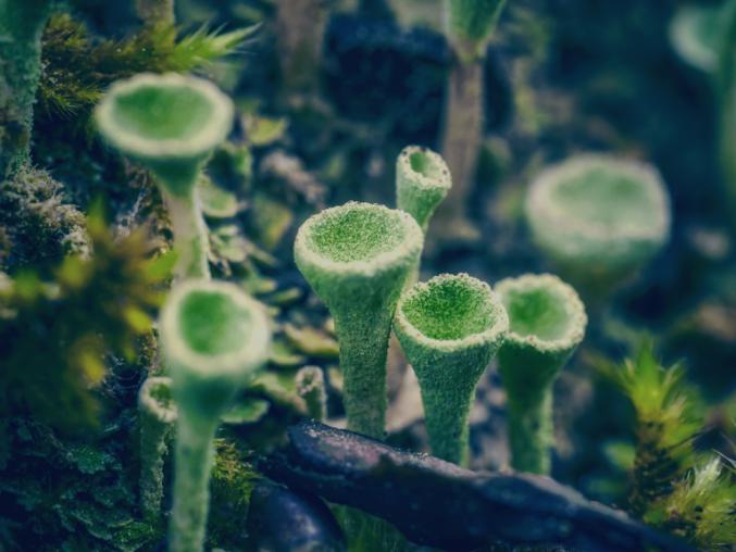 Image of pixie cup lichen