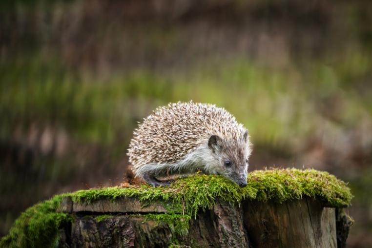Hedgehog on a mossy tree stump